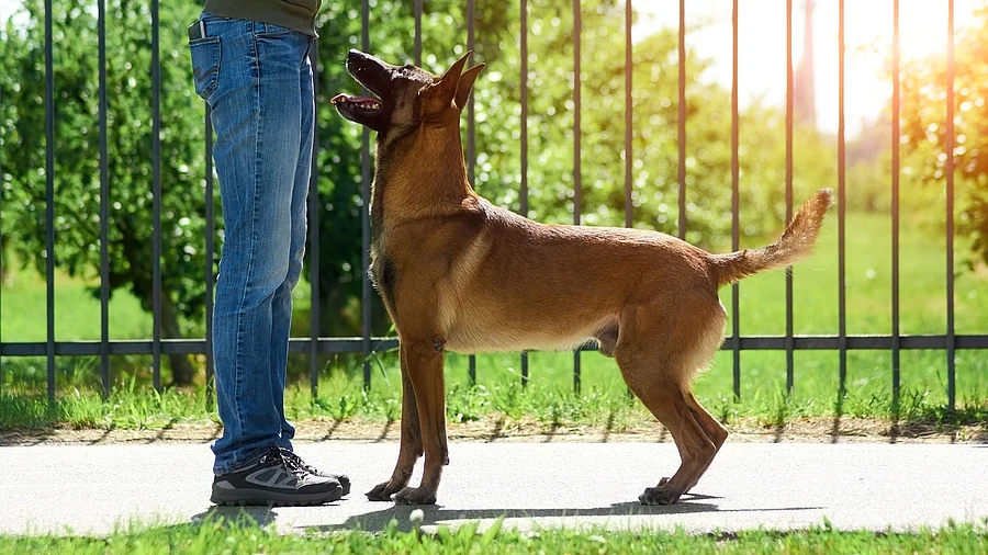 Schäferhund steht vor freudig Herrchen in Gassirunde