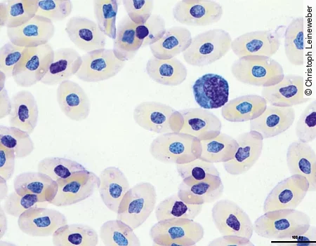 Im 1000-fach vergrößerten Blutausstrich einer Schlange erkennt man einen Lymphozyt.