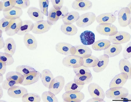 Im 1000-fach vergrößerten Blutausstrich einer Schlange erkennt man einen Lymphozyt.