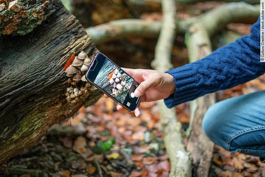 Ein Person fotografiert mit dem Handy Pilze im Wald.