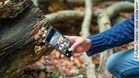 Ein Person fotografiert mit dem Handy Pilze im Wald.