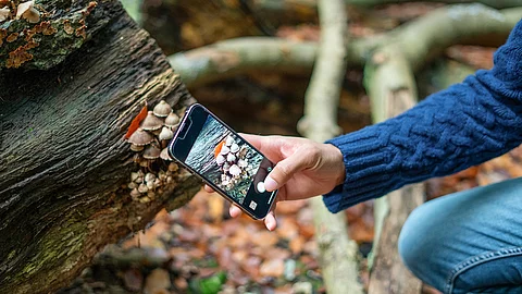 Man photographing mushroom with smart phone in forest Ein Person fotografiert mit dem Handy Pilze im Wald.