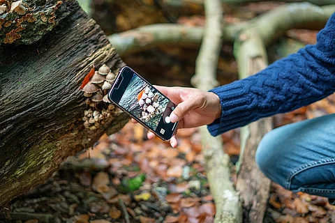 Ein Person fotografiert mit dem Handy Pilze im Wald.