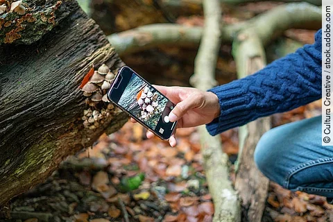 Ein Person fotografiert mit dem Handy Pilze im Wald.