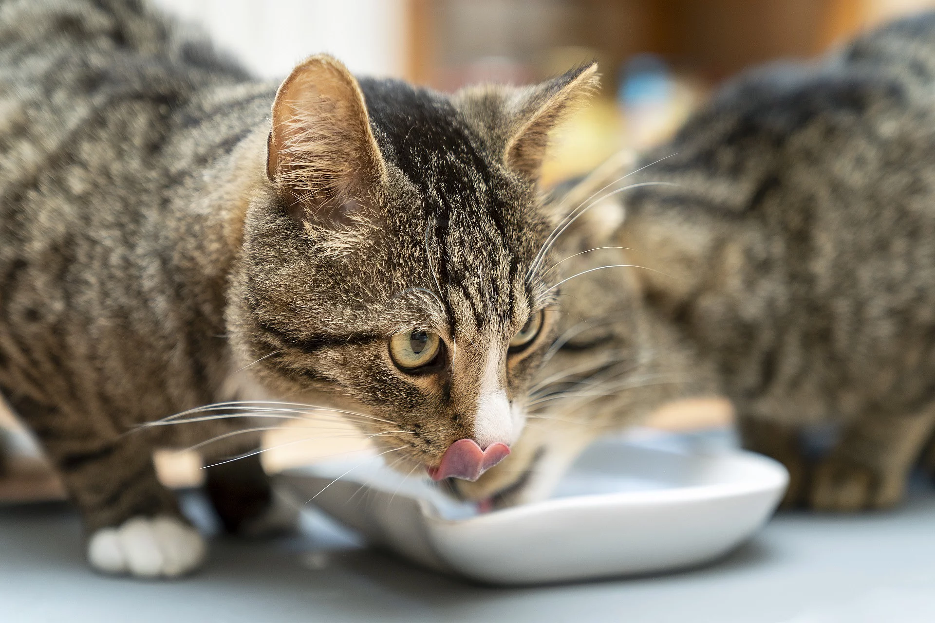 Katzenpaar beim Fressen