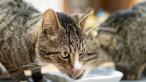 Katzenpaar beim Fressen Katzenpaar beim Fressen