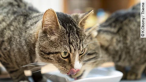 Katzenpaar beim Fressen