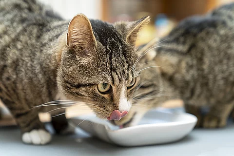 Katzenpaar beim Fressen