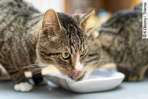 Katzenpaar beim Fressen
