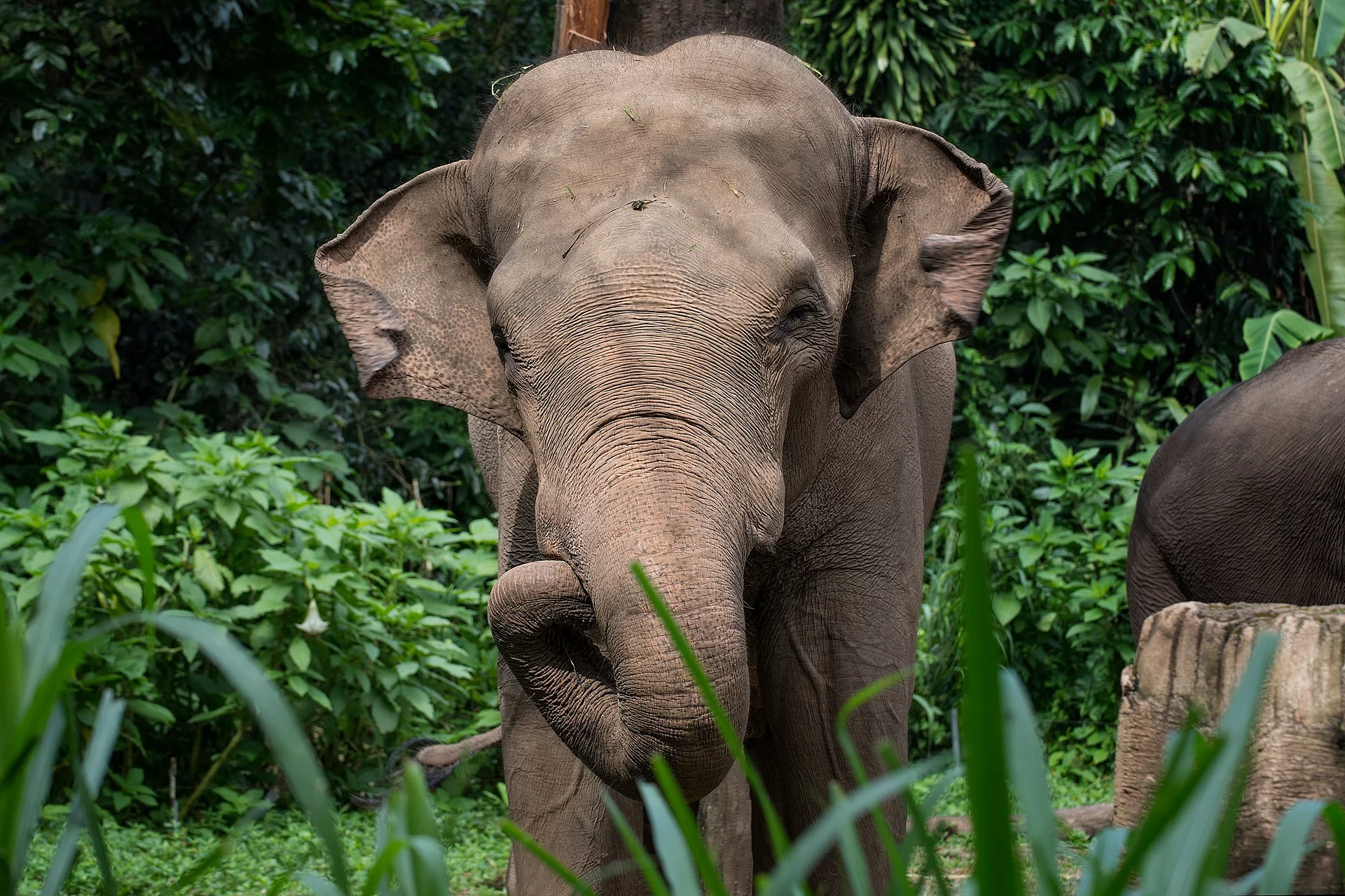 Ein Elefant steht frontal zur Kamera. Sein Rüssel ist eingerollt und seine Ohren leicht nach vorne. IM Hintergrund ist ein grüner Wald und Sträucher zu erkennen.