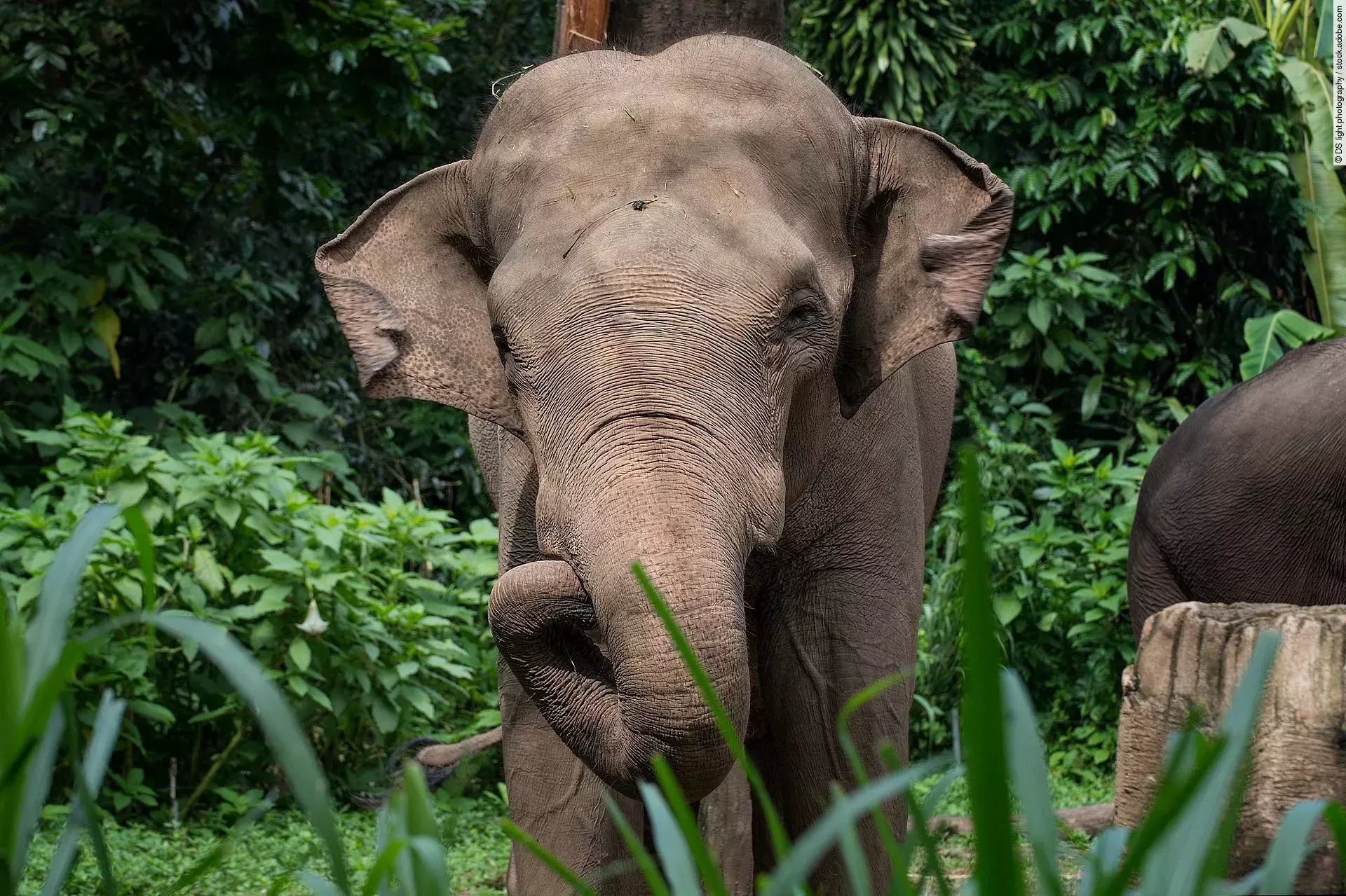 Ein Elefant steht frontal zur Kamera. Sein Rüssel ist eingerollt und seine Ohren leicht nach vorne. IM Hintergrund ist ein grüner Wald und Sträucher zu erkennen.