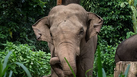 Ein Elefant steht frontal zur Kamera. Sein Rüssel ist eingerollt und seine Ohren leicht nach vorne. IM Hintergrund ist ein grüner Wald und Sträucher zu erkennen.