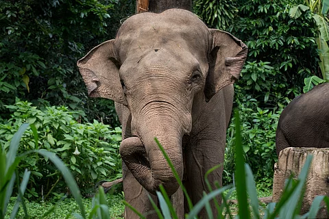 Ein Elefant steht frontal zur Kamera. Sein Rüssel ist eingerollt und seine Ohren leicht nach vorne. IM Hintergrund ist ein grüner Wald und Sträucher zu erkennen.