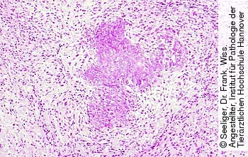Histologisches Präparat 