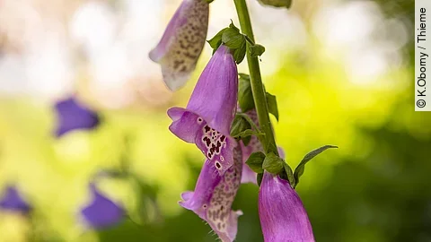 Nahaufnahme von der Blüte von einem roten Fingerhut.