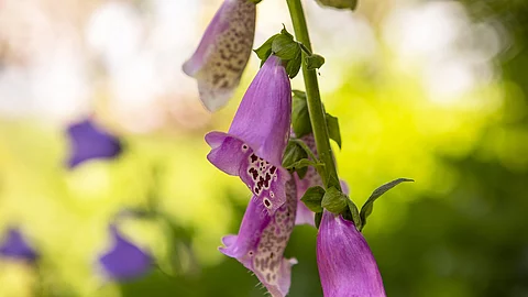 Nahaufnahme von der Blüte von einem roten Fingerhut.