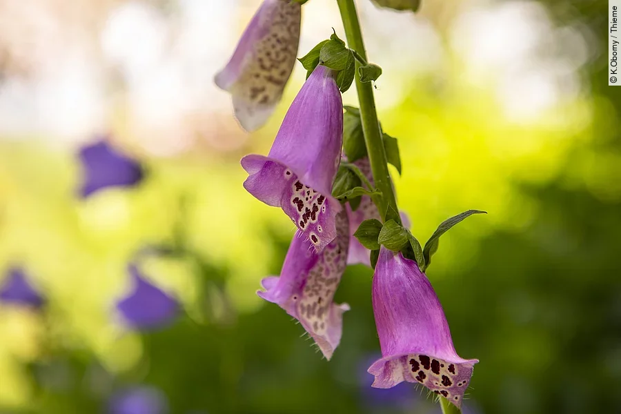 Nahaufnahme von der Blüte von einem roten Fingerhut.