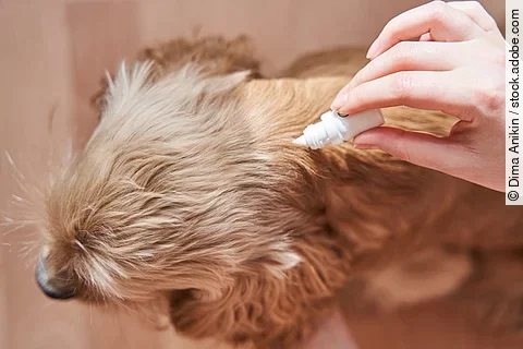 Ein Hund bekommt von seinem Besitzer ein Spot-On Präparat verabreicht, um ihn gegen Ektoparasiten zu schützen.