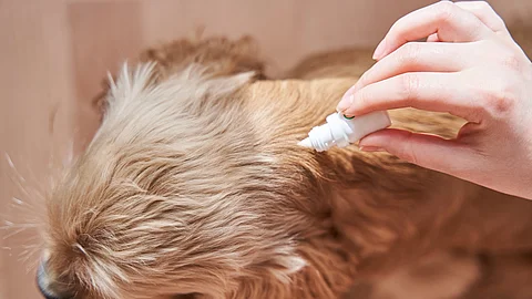 Ein Hund bekommt von seinem Besitzer ein Spot-On Präparat verabreicht, um ihn gegen Ektoparasiten zu schützen. Ein Hund bekommt von seinem Besitzer ein Spot-On Präparat verabreicht, um ihn gegen Ektoparasiten zu schützen.
