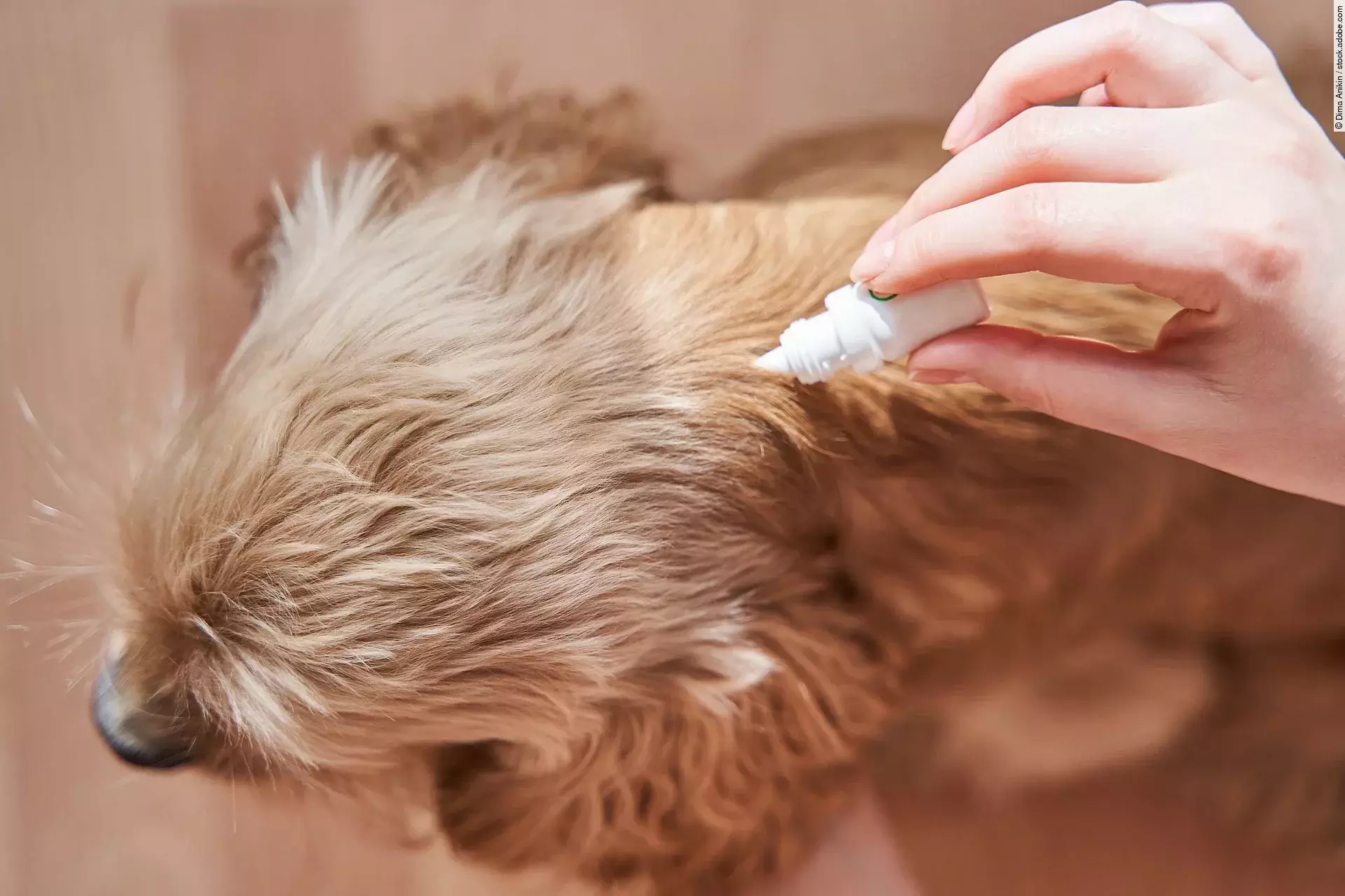 Ein Hund bekommt von seinem Besitzer ein Spot-On Präparat verabreicht, um ihn gegen Ektoparasiten zu schützen.