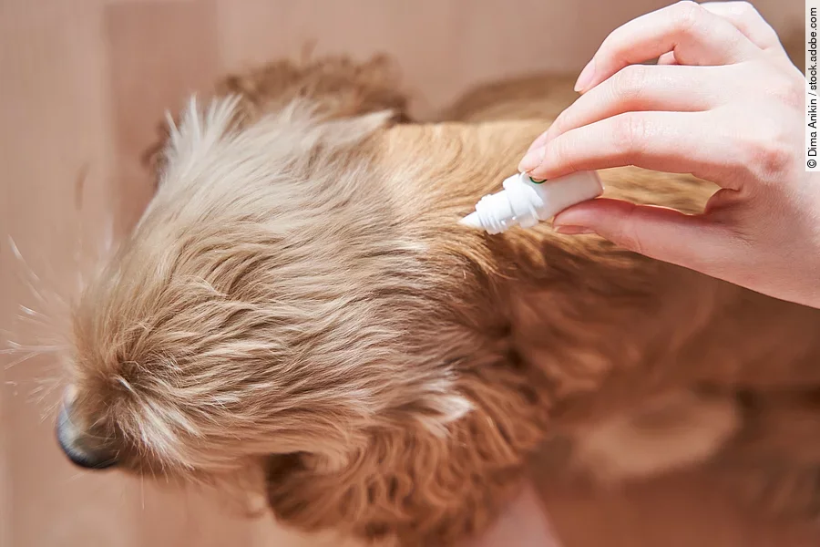 Ein Hund bekommt von seinem Besitzer ein Spot-On Präparat verabreicht, um ihn gegen Ektoparasiten zu schützen.