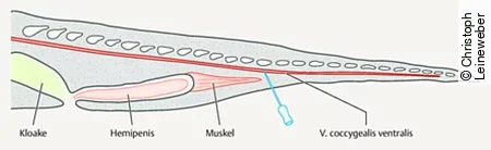 Die Schemazeichnung von einer Echse zeigt, in welchem Winkel die Schwanzvene punktiert werden soll.