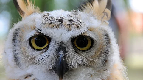 Portrait einer Eule