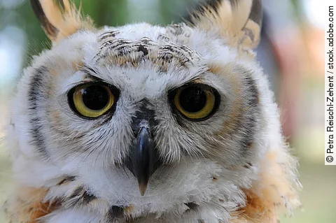 Portrait einer Eule
