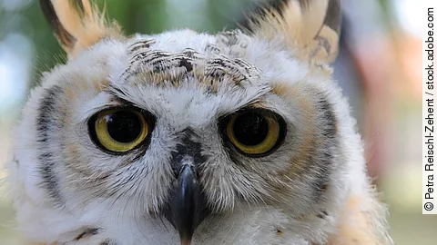 Portrait einer Eule