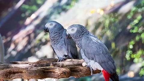 Parrot