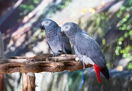 Parrot 