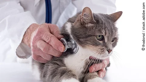 Ein Tierärzt*in horcht mit einem Stethoskop eine Katze ab.
