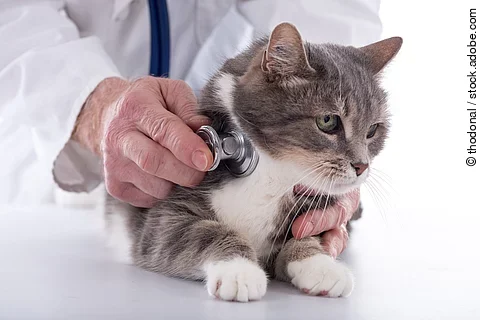 Ein Tierärzt*in horcht mit einem Stethoskop eine Katze ab.