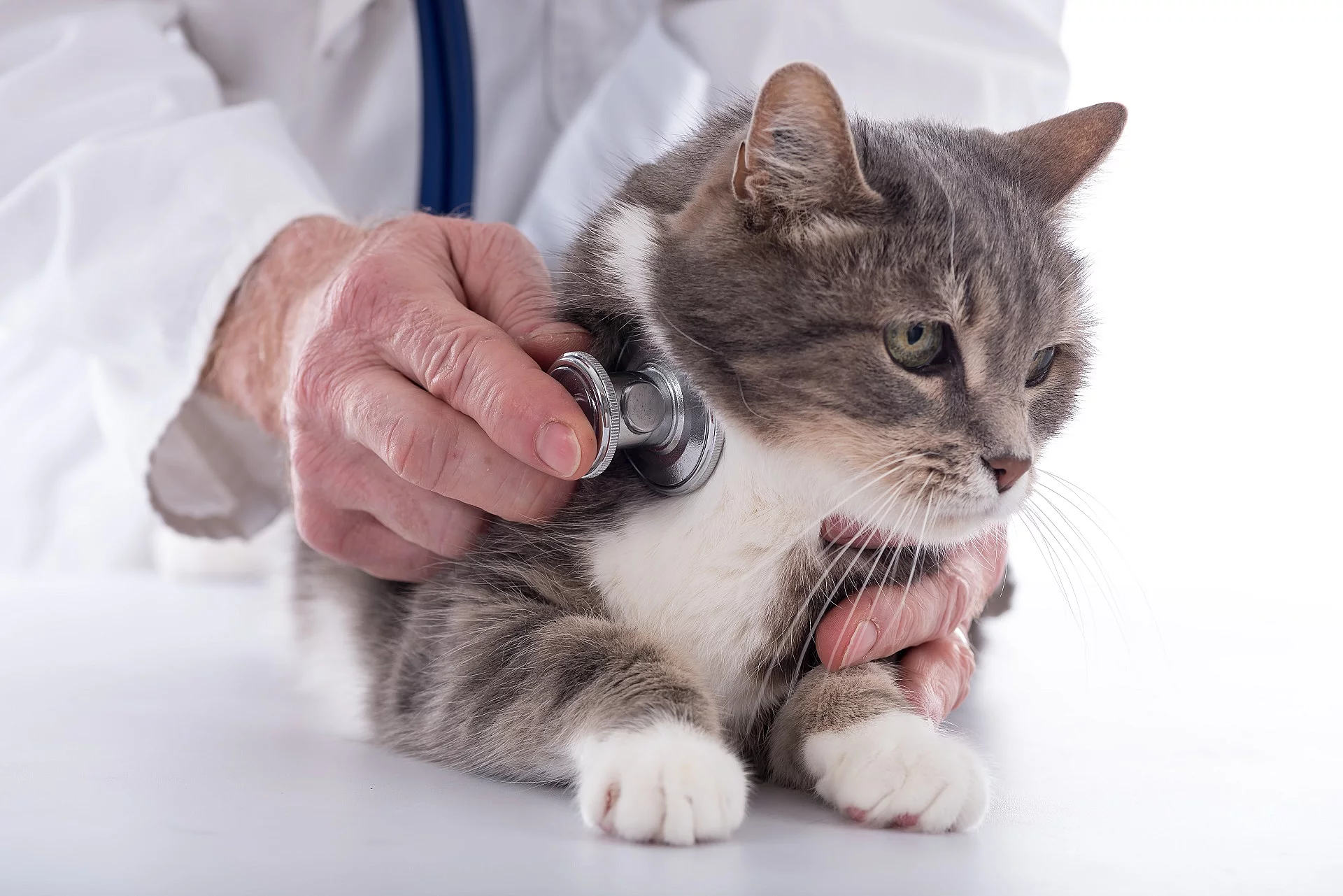 Ein Tierärzt*in horcht mit einem Stethoskop eine Katze ab.