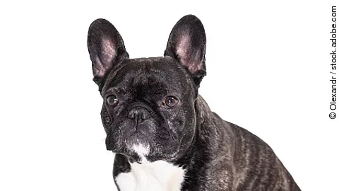 french bulldog breed dog 