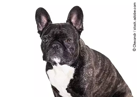 french bulldog breed dog 