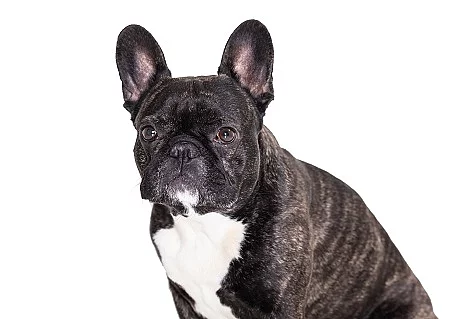 french bulldog breed dog 