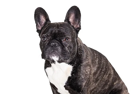 french bulldog breed dog 