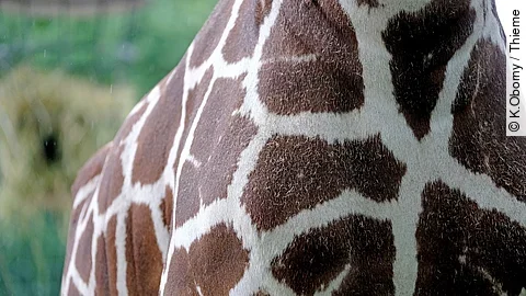 Nahaufnahme einer Giraffe.