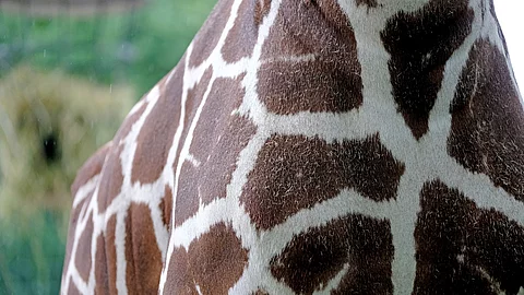 Nahaufnahme einer Giraffe.