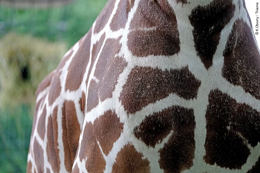 Nahaufnahme einer Giraffe.