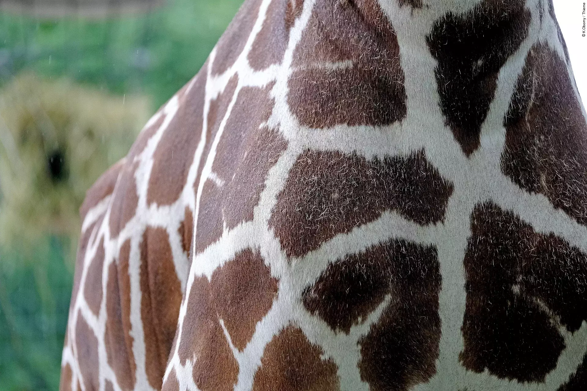 Nahaufnahme einer Giraffe.