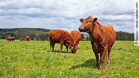 Cattle on pasture