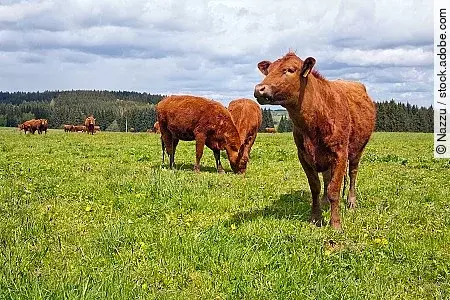 Cattle on pasture