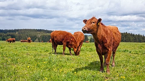 Cattle on pasture