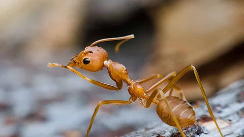 red ant stand on tree bark same as leader chief and looking for