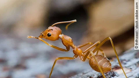 red ant stand on tree bark same as leader chief and looking for