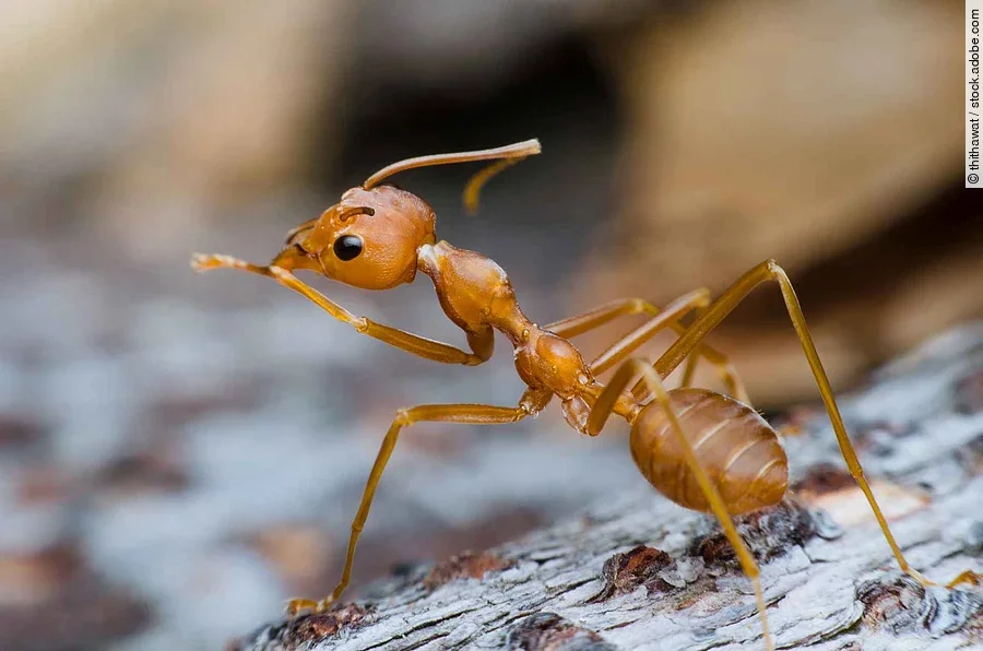red ant stand on tree bark same as leader chief and looking for