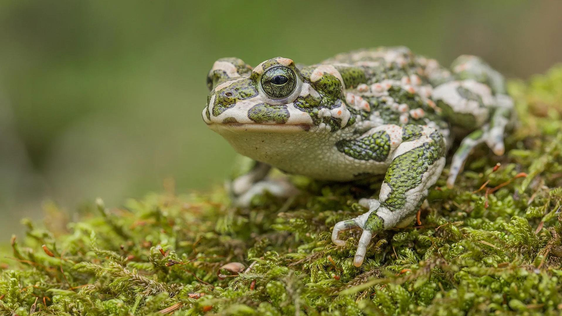 Frosch sitzt auf einem mosigen Untergrund