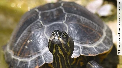 SchildkrÃ¶te mit weit ausgestrecktem Hals in einem Teich